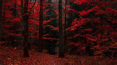 картинки : Красный, лист, Темнота, легкий, растение, Обои для рабочего  стола компьютера, Осень, небо, дерево, Полночь 3648x2736 - - 1546353 -  красивые картинки - PxHere