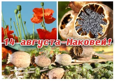 Душистые букеты, мак и мед – Николаев отмечает праздник Маковея