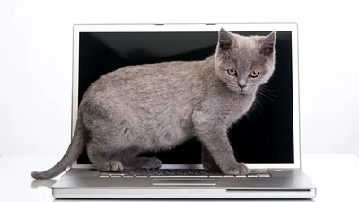 Обои для рабочего стола котят ноутбук коты Животные белом 1366x768