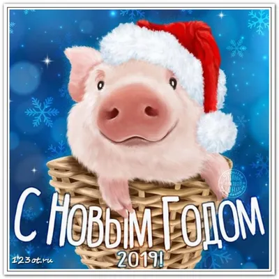 Открытки, картинки с новым годом свиньи! С новым годом 2019! Год свиньи! Год  кабана! Картинка со свиньей, поросенком, свинкой! Красивое … | Открытки,  Свиньи, Свинки