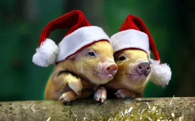 Для свиньи Новый год – не праздник