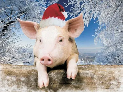 Год кабана 2019! Поздравительные открытки, картинки с новым годом свиньи  2019! Год свиньи! Картинка со свин… | Animated christmas, Christmas  doodles, Kids christmas