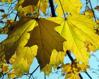 Осенний пейзаж, желтые листья, река, скачать обои осени 1280x1024 высокого  качества