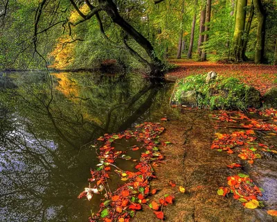 Осенний пейзаж, желтые листья, река, скачать обои осени 1280x1024 высокого  качества