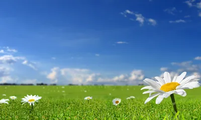 Картинка на рабочий стол цветы, обои на рабочий стол, фото, трава, солнце,  природа, лето, весна, небо, поле 1280 x 768