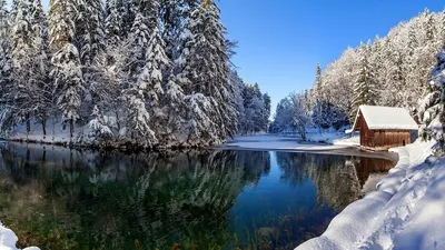 Обои снег, лес, зима, ели, snow для рабочего стола #21564