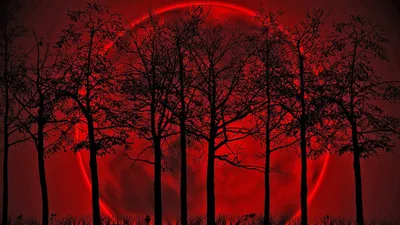 Кровавая луна позади деревьев Обои для рабочего стола 1366x768
