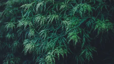 plants, leaves, green, outdoors | 1366x768 Wallpaper - wallhaven.cc