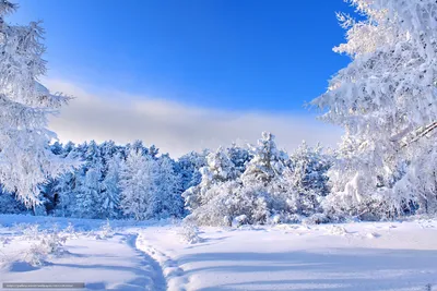 Download wallpaper Winter, snow, Trees free desktop wallpaper in the  resolution 4000x2667 — picture №451136