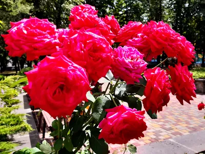 Фон рабочего стола где видно 4000х3000 4к обои куст алых роз на клумбе в  парке, 4k wallpaper bush of scarlet roses on a flower bed in the park