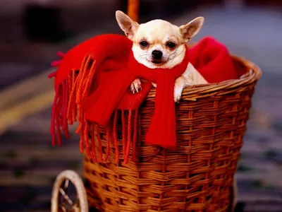 Чихуахуа с красным шарфом в корзине, обои с собаками, картинки, фото  1024x768