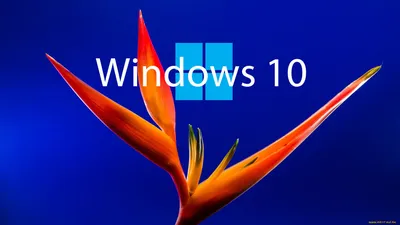 7 функций, которые Windows 10 позаимствовала у Linux - Лайфхакер