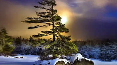 Картинки зима, ночь, дерево обои на рабочий стол - обои 1600x900, картинка  №270487