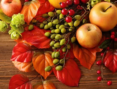 Обои листья, листья, яблоки, осень, лесные ягоды для рабочего стола #116468