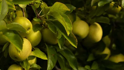 Обои яблоки, листья, ветки, зеленый, фрукты картинки на рабочий стол, фото  скачать бесплатно
