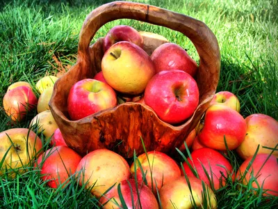 Фон рабочего стола где видно яблоки, фрукты, корзина, трава, лето, еда,  обои на рабочий стол, Apples, fruit, basket, grass, summer, food, wallpaper