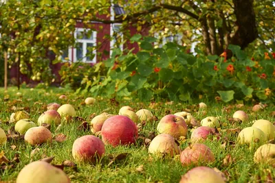 Обои на рабочий стол Поспевшие яблоки, опавшие с яблони, лежащие на зеленой  траве вперемежку с осенними листьями в саду, невдалеке от дачного домика,  фотография mulden, обои для рабочего стола, скачать обои, обои