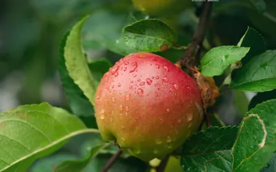 Картинка Райское яблоко HD фото, обои для рабочего стола