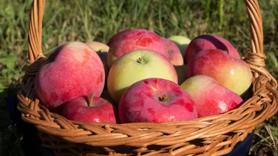 Шафран яблоки - фото и картинки: 57 штук