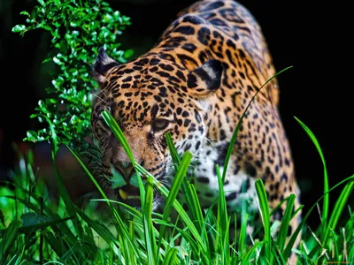 Обои Jaguar Животные Ягуары, обои для рабочего стола, фотографии jaguar,  животные, Ягуары, ягуар, оскал, трава Обои для рабочего стола, скачать обои  картинки заставки на рабочий стол.