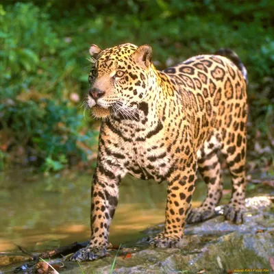 Обои jaguar, f-type, красный, вид сбоку, coupe картинки на рабочий стол,  фото скачать бесплатно