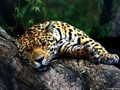 Обои jaguar, классика, ретро, авто картинки на рабочий стол, фото скачать  бесплатно