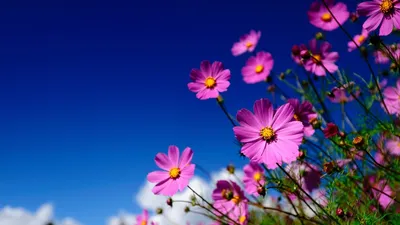 Фотография Лето Небо Цветы Космея 600x800