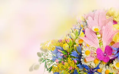 Скачать обои bokeh, лето, tulips wallpapers, лепестки, hd wallpapers, hd  обои, боке, цветок, тюльпаны, свет, широкоформатные, летние обои, цв… |  Цветы, Обои, Цветок
