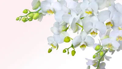 Обои на рабочий стол Ветка белой орхидеи на белом фоне, обои для рабочего  стола, скачать обои, обои бесплатно