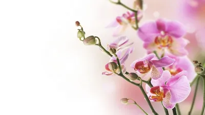 Обои на рабочий стол Цветы розовой орхидеи, обои для рабочего стола,  скачать обои, обои бесплатно