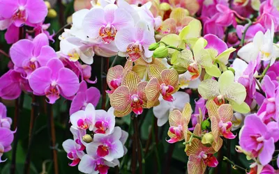 Обои \"Орхидеи\" на рабочий стол, скачать бесплатно лучшие картинки Орхидеи  на заставку ПК (компьютера) | mob.org