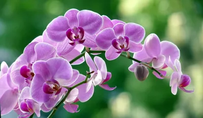 Обои на рабочий стол Ветка нежной розовой орхидеи, обои для рабочего стола,  скачать обои, обои бесплатно