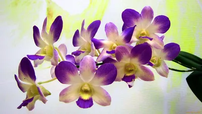 Обои орхие, орхидеи, коврик, раздел Цветы, размер 1920x1200 HD WUXGA -  скачать бесплатно картинку на рабочий стол и телефон