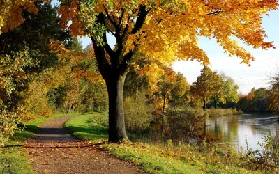 Обои осень, отражение, природа, вода, лист - картинка на рабочий стол и  фото бесплатно