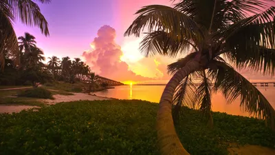 Скачать обои Пальмы на фоне вечернего неба на рабочий стол из раздела  картинок Тропические