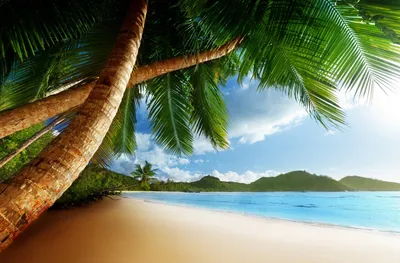 Море пальмы, пляж, рай фото, обои на рабочий стол