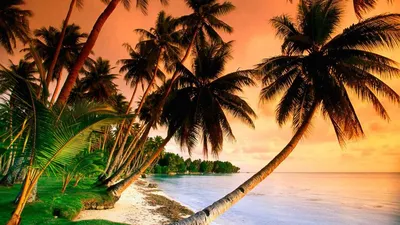Обои пальмы, пляж, берег, океан, отдых, остров, небо на рабочий стол
