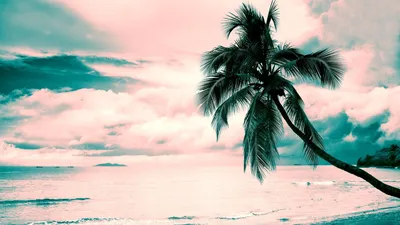 Обои на рабочий стол Пальмы на берегу океана на фоне желто-розового неба в  тропиках, обои для рабочего стола, скачать обои, обои бесплатно