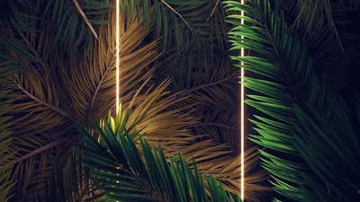 Обои пальмы - красивые фото
