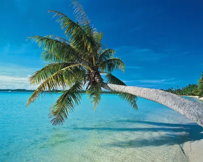 Обои пальмы, закат, тропики, фиолетовый, небо картинки на рабочий стол,  фото скачать бесплатно