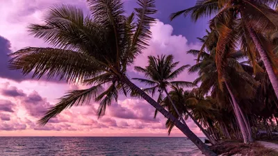 Картинка на рабочий стол пальмы, пляж, пейзаж, остров, море, облака, небо  2560 x 1600