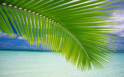 Пальмы на острове скачать фото обои для рабочего стола