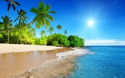 Обои на рабочий стол лето пальма пляж визуал em 2023