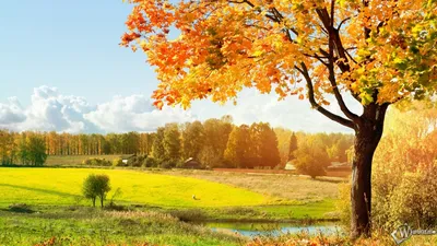 Скачать обои Осень золотая (Природа, Осень, Дерево) для рабочего стола  1366х768 (16:9) бесплатно, Фото Осень золотая Природа, Осень, Дерево на рабочий  стол. | WPAPERS.RU (Wallpapers).