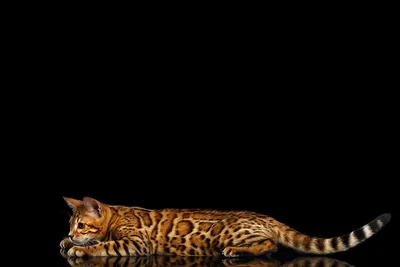Обои для рабочего стола Бенгальская кошка кот Хвост Животные