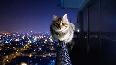 Обои на рабочий стол Кошка на перилах балкона высокого здания ночью, обои  для рабочего стола, скачать обои, обои бесплатно
