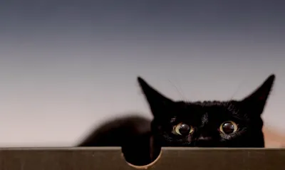 Обои на рабочий стол Черная кошка на размытом фоне, обои для рабочего стола,  скачать обои, обои бесплатно