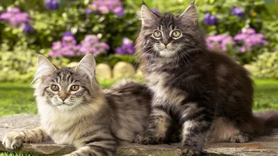 Кошки высокого качества - картинки и фото koshka.top