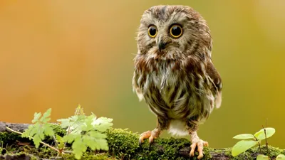 сова фото картинки Совы обои для рабочего стола, картинки животных на рабочий  стол - 968 фото. #yandeximages | Owl wallpaper, Cute owls wallpaper, Cute  baby owl