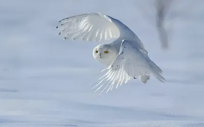 Скачать обои и картинки белая сова, зима, снег, птица, полярная сова,  крылья для рабочего стола в разрешении 1920x1200